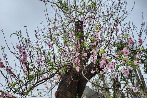 Đào quất đua nhau xuống phố đón Tết, người dân tấp nập bán - mua