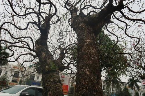 Những gốc đào cổ thụ 'đổ bộ' xuống phố