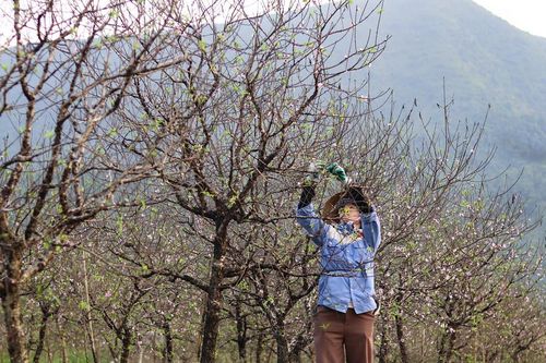 Hoa đào khoe sắc ở 'thủ phủ' đào phai xứ Thanh