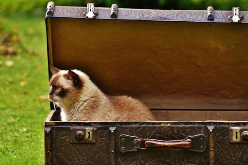 Thí nghiệm con mèo gây tranh cãi giữa các nhà bác học