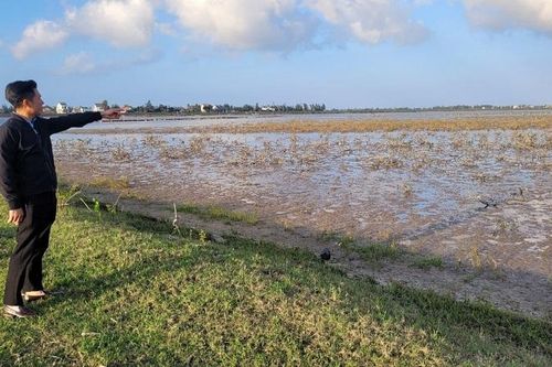 Hà Tĩnh: Hàng chục ha rừng ngập mặn bị chết chưa rõ nguyên nhân