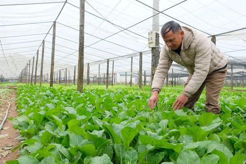 Hà Nội: Rét đậm kéo dài, người trồng rau củ 'vừa mừng, vừa lo'
