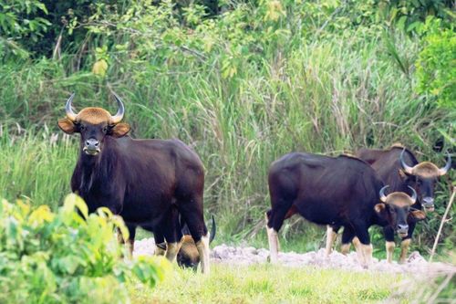 Đồng Nai: Kêu gọi nhà đầu tư đẩy mạnh phát triển du lịch sinh thái