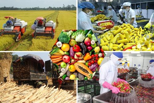 Nông sản xuất khẩu giảm sức cạnh tranh vì rào cản logistics