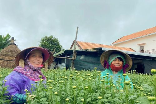 Nông dân làng hoa cúc lớn nhất Quảng Ngãi vui vì bán gần hết hoa tết