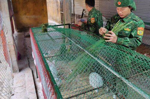 Trâu bò bị chết rét, các địa phương cấp bách triển khai các biện pháp bảo vệ vật nuôi