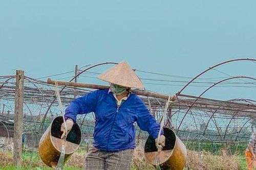 Mưu sinh trong gió lạnh ở làng rau lớn nhất Đà Nẵng