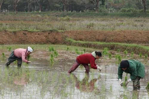 Cảnh người dân tất bật cấy lúa dưới trời rét căm căm