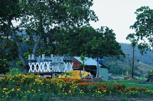 Khám phá Đồi hướng dương dưới chân đèo Tô Na