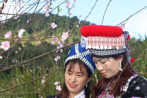 Hàng trăm gốc đào, mận ở bản người Mông Nghệ An khoe sắc dịp cận Tết