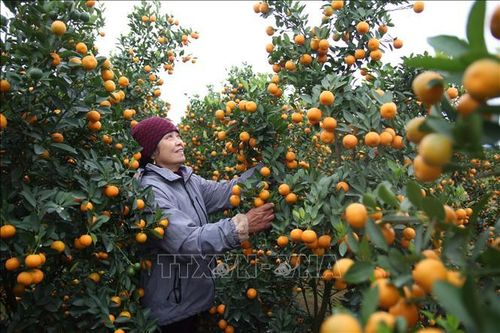 Vùng hoa lớn nhất Quảng Ninh đa dạng sản phẩm phục vụ Tết