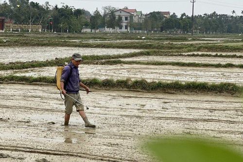 Lạnh sâu, người nông dân vẫn phải ra đồng gieo cấy