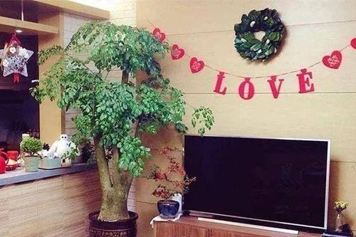 Cạnh tủ tivi trồng cây gì? Chọn 1 trong 3 loại cây này, kiểu dáng thanh cao, ý nghĩa tốt, được nhiều người ưa chuộng