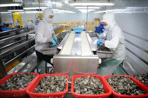 Thách thức với tôm Việt trên đường phục hồi