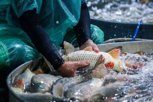 Hà Nội lạnh 9 độ C: Tiểu thương chợ cá Yên Sở vẫn ngâm tay trần trong nước lạnh