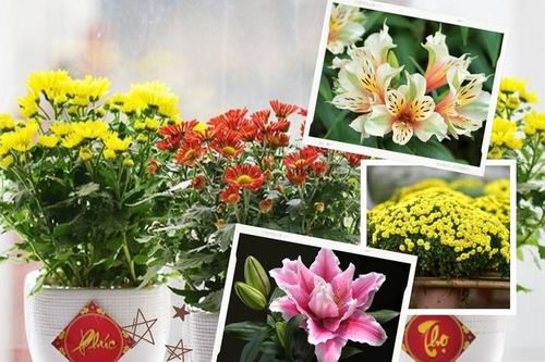 Cẩn thận các loại hoa trưng bày trong ngày Tết có thể gây dị ứng cho gia đình