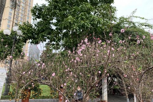 Đảm bảo an ninh trật tự, hỗ trợ thanh toán không dùng tiền mặt tại 9 điểm chợ hoa Xuân Tây Hồ