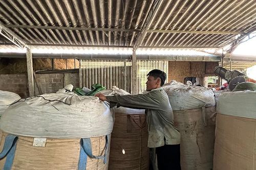 Các huyện miền núi tăng cường phòng, chống đói, rét cho đàn vật nuôi