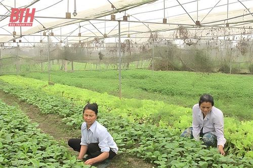 Chủ động nguồn rau, quả an toàn cung ứng dịp Tết Nguyên đán