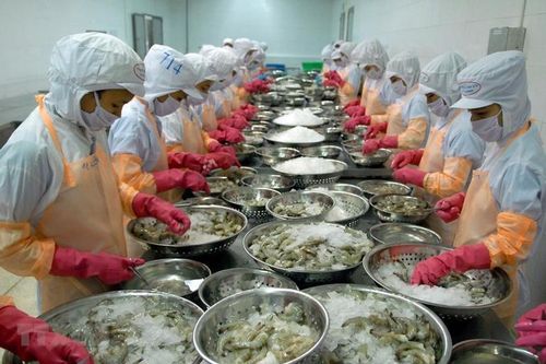 Xuất khẩu tôm năm 2024: Khó ở EU, thuận lợi tại Nhật Bản và Trung Quốc