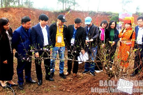Lễ hội Hoa Đào Xứ Lạng năm 2024: Không gian văn hóa đặc sắc dịp đầu xuân