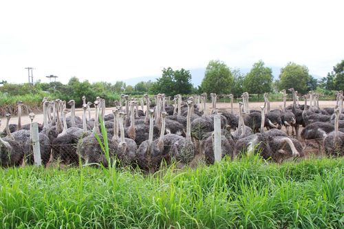 Trang trại giống đà điểu lớn nhất Đông Nam Á
