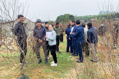 Đánh giá mô hình trồng hoa đào tập trung