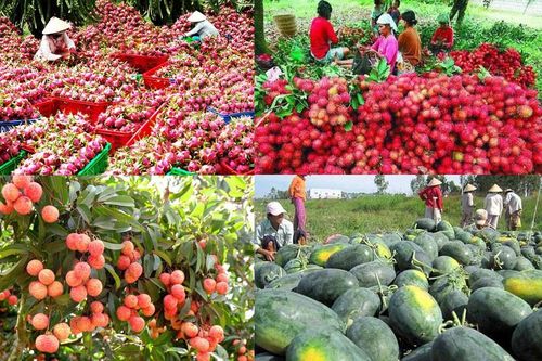 Thị trường EU: Liên tục vào 'tầm ngắm', nông sản xuất khẩu cần nỗ lực để thoát khỏi bị 'soi'