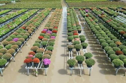 Đưa muôn sắc hoa, trái lạ đến chợ Tết