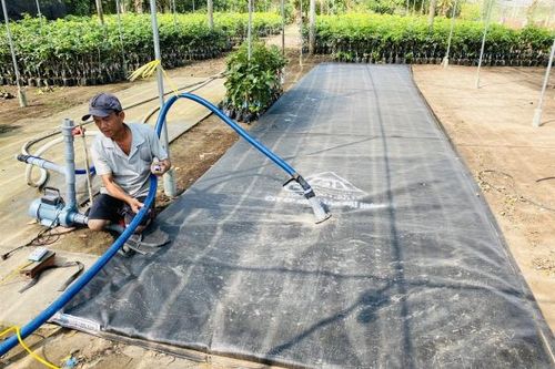 Nông dân miền Tây với nỗi lo hạn, mặn dịp Tết