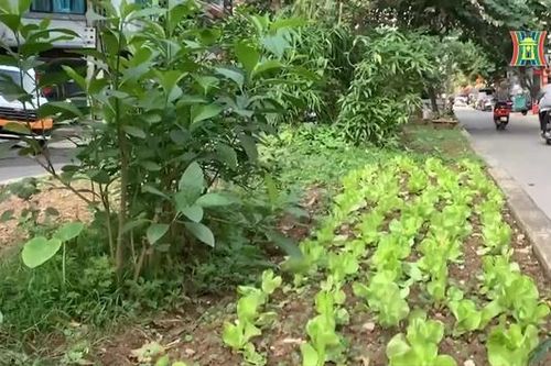 Dải phân cách đường bị biến thành vườn rau