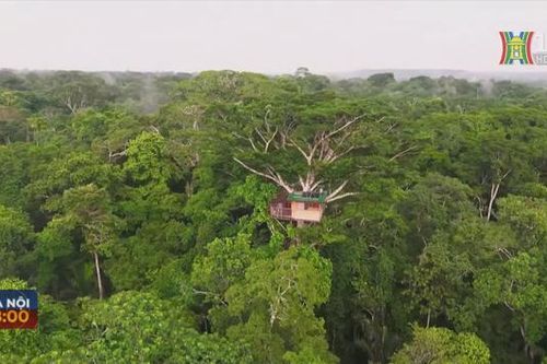 Độc đáo lớp học trên cây trong rừng Amazon