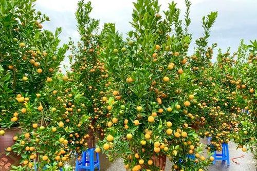 Tiêu chí chọn cây quất đẹp chơi Tết