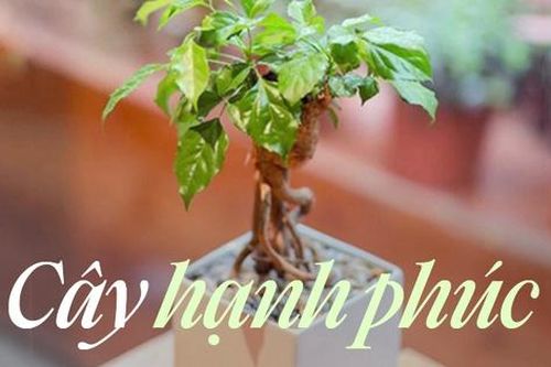 Cây hạnh phúc là cây gì mà nhiều người muốn có trong nhà trước dịp Tết Nguyên đán, dù tốn tiền triệu?