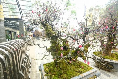 Đào cổ bọc rêu tiền triệu 'rầm rập' xuống phố đón Tết 2024