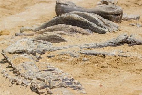 Lộ diện quái thú 218 triệu tuổi đầu đại bàng, mình cá sấu