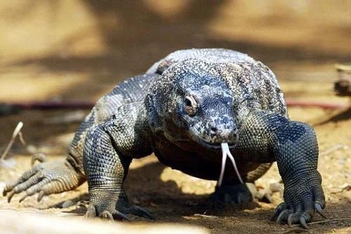 Top kỳ đà to lớn, 'sát thủ' săn mồi đáng sợ nhất hành tinh