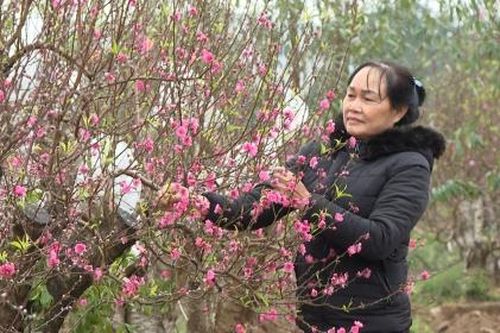 Thời tiết lạnh sâu hãm hoa nở sớm, người trồng đào bớt được nỗi lo