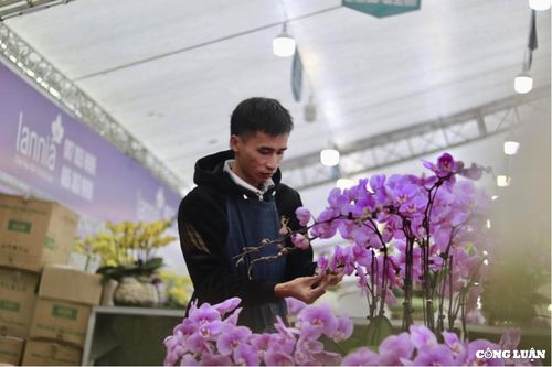 Hà Nội: Thợ cắm hoa lan hồ điệp kiếm tiền triệu mỗi ngày dịp Tết Nguyên đán
