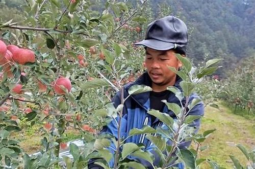 Người Cơ Tu 'hái tiền' ở Yeongyang