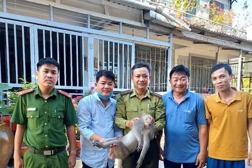Bắt con khỉ 'đại náo' khu dân cư, cắn chết chó ở TPHCM