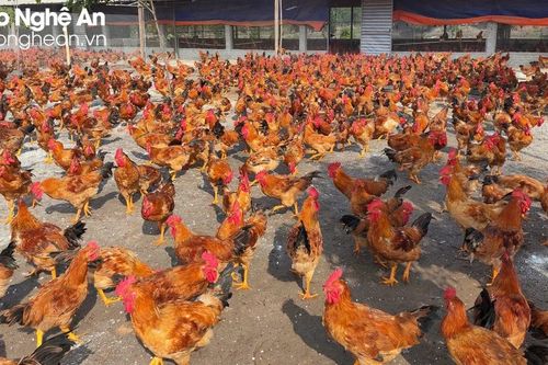 Giáp Tết, giá gà thịt tăng cao, người chăn nuôi có lãi