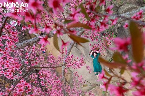 Khám phá tuyến đường đi ngắm hoa anh đào ở Nghệ An