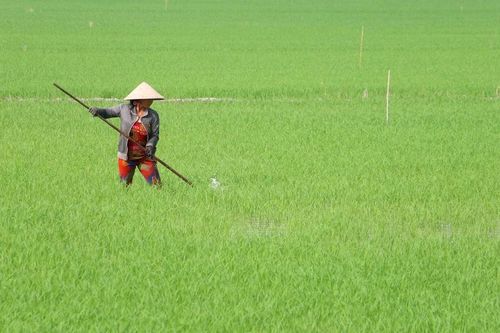 Đồng Tháp: Hơn 6.000 hécta lúa trong vụ Đông Xuân bị nhiễm sâu bệnh
