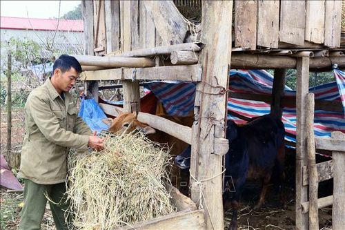 Nhiều biện pháp chống đói, rét cho đàn vật nuôi