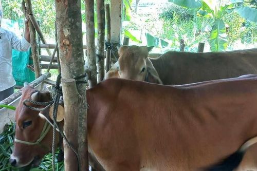 Thông tin mới vụ bò hỗ trợ hộ nghèo phát hiện bị bệnh ở Thừa Thiên-Huế