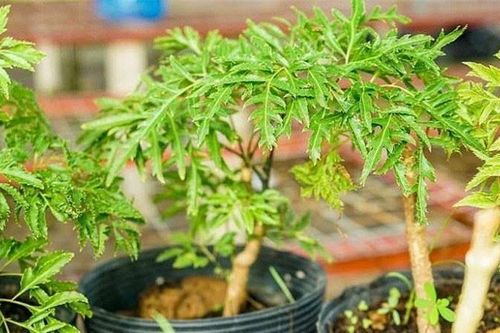 Loại cây nhiều nhà trồng làm cảnh, nay làm thành món đặc sản lạ, đắt khách dịp Tết, 550.000 đồng/kg