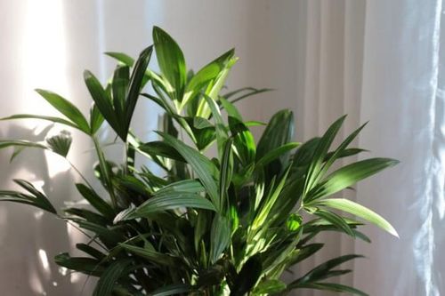 6 loại cây cảnh phổ biến tương ứng với những vị trí đặt khác nhau để phát triển tốt, kháng sâu bệnh mà bạn có thể chưa biết