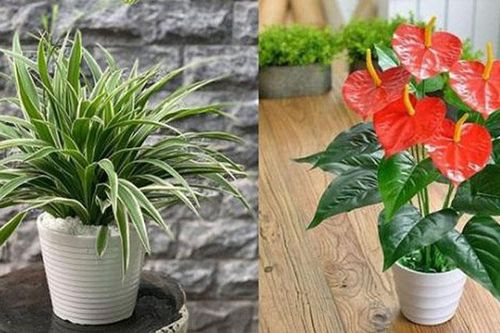 10 loại cây cảnh giúp 'lọc sạch' khí độc trong nhà, hút bức xạ wifi điện thoại