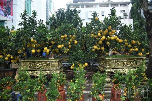 Bưởi bonsai giá trăm triệu bày bán vỉa hè phục vụ khách cận Tết